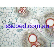 Prepared Slide - PHLOEM XS